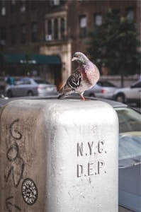 New York pigeon PD