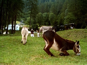 Donkeys grazing CC-BY-SA
