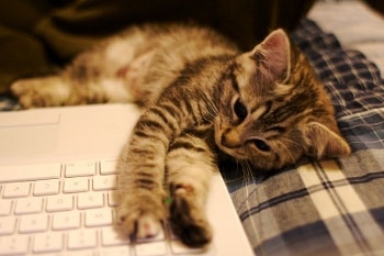 kitten on laptop by Ryan Forsythe