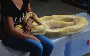 woman holding snake