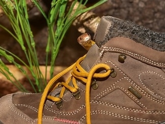 corn snake in boot