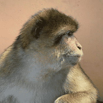 barbary macaque