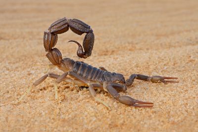 scorpion